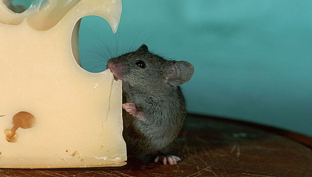 Некоторые штаммы гриппа делают мышей забывчивыми