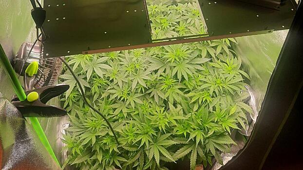 В Саратовской области участковыми уполномоченными полиции выявлен факт незаконного культивирования наркосодержащих растений