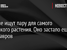 Ученые ищут пару для самого одинокого растения. Оно застало еще динозавров