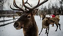 Олений хоровод под Мурманском сняли на видео