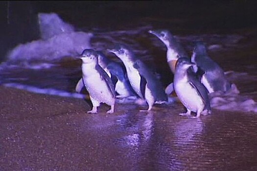 СМИ: на Марсе нашли пингвинов