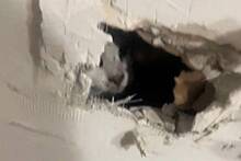 Рабочие замуровали домашнего кота в стене