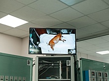 В Сибири животных с раком облучают на ядерном реакторе