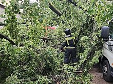 Жертвами урагана в Петербурге стали женщина и ребёнок