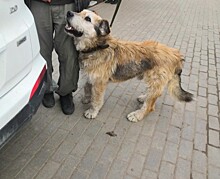 Волонтеры нашли новых хозяев для собаки, спасенной машинистом под Гатчиной