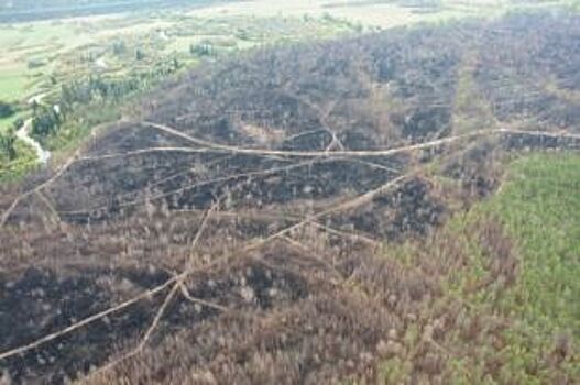 Не пойман - не вор. Полиция не нашла связи между пожарами и вырубкой леса