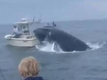 Кит прыгнул на рыбацкую лодку и перевернул ее вместе с экипажем