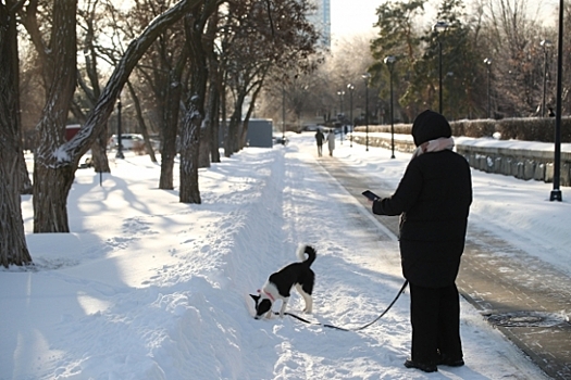 Волгоградцам рассказали, как помочь питомцу после прогулки по дорожным реагентам