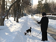 Волгоградцам рассказали, как помочь питомцу после прогулки по дорожным реагентам