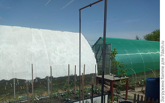 Секрет защиты растений от жары в теплице