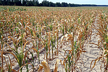 Аномальная жара уничтожает урожай