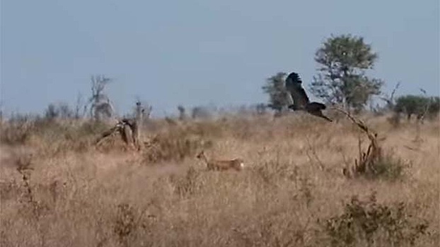 Ловкая антилопа обхитрила свирепых шакалов и стремительного орла: видео
