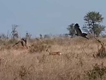 Ловкая антилопа обхитрила свирепых шакалов и стремительного орла: видео