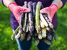 Полезные свойства спаржи и варианты ее приготовления