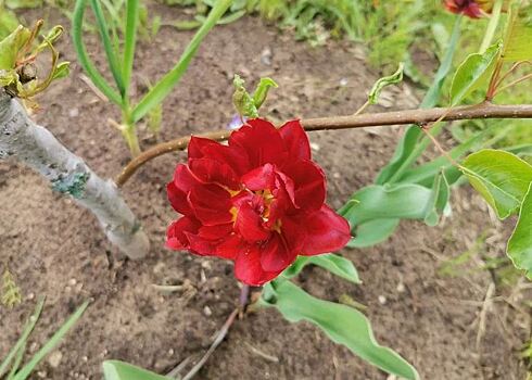 3 главные ошибки при осенней посадке тюльпанов
