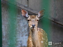 Сезон охоты на косулю и бобра открыт в Нижегородской области