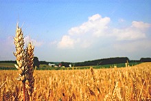 В России увидели «проблему» в отказе Египта от российской пшеницы