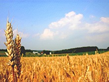 В России увидели «проблему» в отказе Египта от российской пшеницы