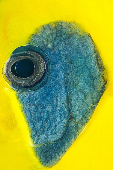Глаз рыбы-бабочки в Красном море