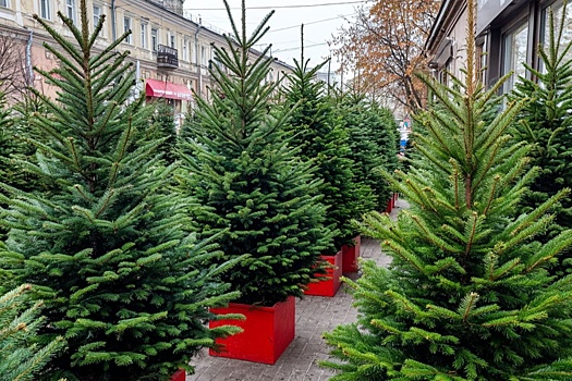 Елкам – вторую жизнь! Пункты сбора в Саранске