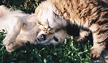 Записаться к ветеринару владельцы кошек или собак из Куркина могут через mos.ru