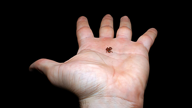 Меньше ногтя: открыта крошечная жаба, живущая в джунглях Южной Америки