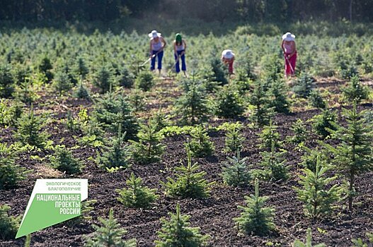 Более 2800 гектаров новых лесов появилось в Кировской области