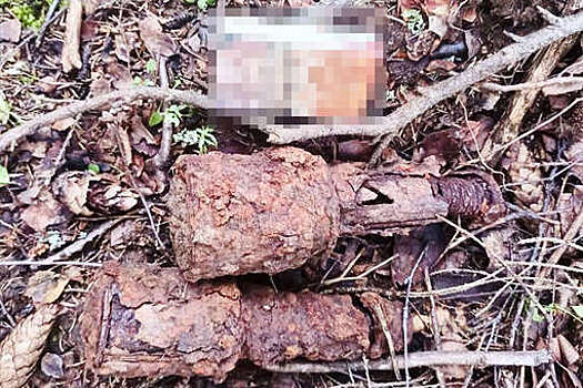 В Подмосковье грибник нашел в лесу две ручные гранаты времен ВОВ