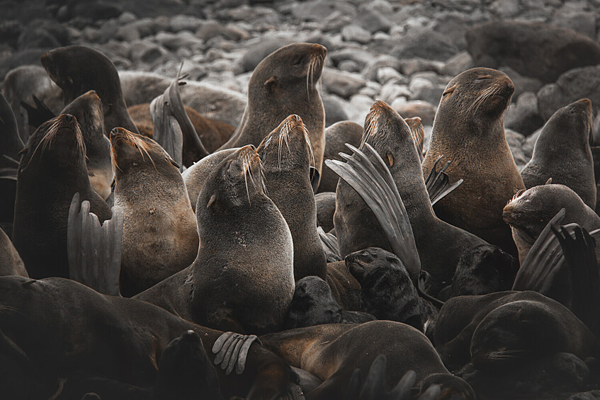 Туев Денис.   Лежбище