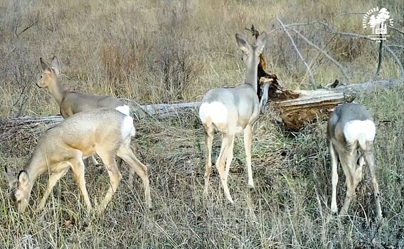 В Бузулукском бору рассказали, как косули используют «зеркала заднего вида» для навигации