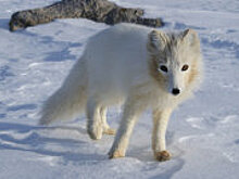 Новосибирские физики испытали защиту для космических аппаратов