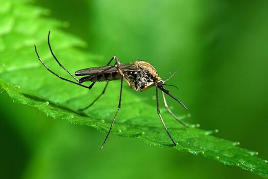 В чем опасность комариной слюны