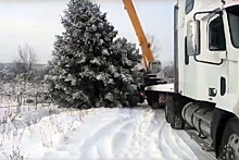 Главную новогоднюю ель в Миньяре выкрали с садового участка