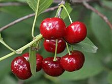 Во Владимире открылся Музей Владимирской вишни