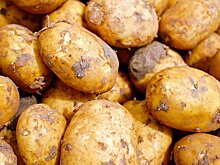 Тульская область обладает большим потенциалом для развития картофелеводства
