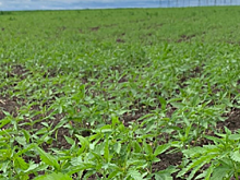 Полиция Свердловской области изъяла семь тонн технической конопли, выращенной с одобрения губернатора