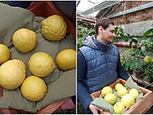 В воронежском ботаническом саду собрали урожай лимонов, которые весят 670-700 граммов