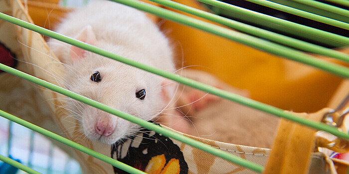 Гибридная иммунная система вылечила диабет у мышей