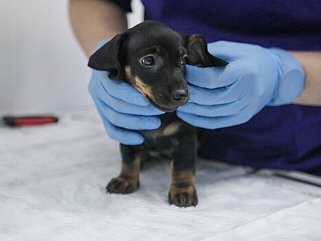 Ветеринар назвал самую опасную ошибку при обнаружении клеща на собаке
