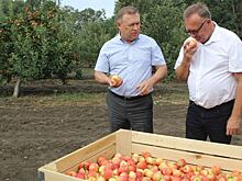 По итогам 2022 урожай донских плодов и ягод вырос на 30%