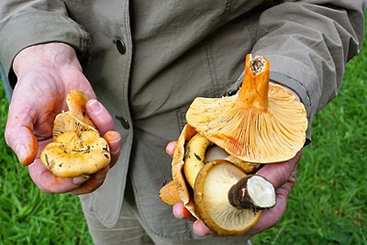 Первые грибы в Подмосковье 2019: где собирать сморчки, вешенки и летние опята