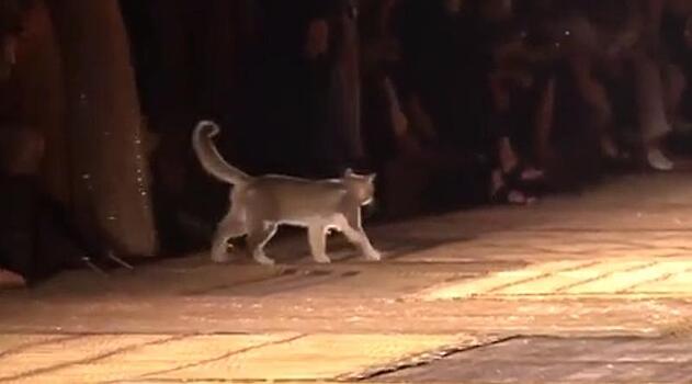 Видео с кошкой, затмившей моделей на показе Диор, стало вирусным