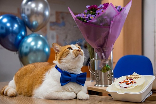 Крымский кот Мостик отпраздновал юбилей