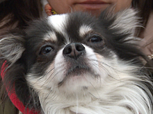 «Мы не успели довезти до ветеринара, собака умерла на руках»: на юге Москвы жители опасаются за жизнь питомцев