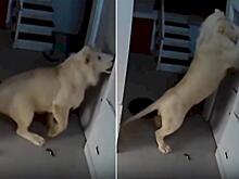 Сбежавший лев попытался ворваться в частное жилище и попал на видео