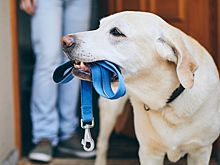 Собаководам объяснили, как не потерять питомца в темноте