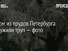 В одном из прудов Петербурга обнаружили труп — фото