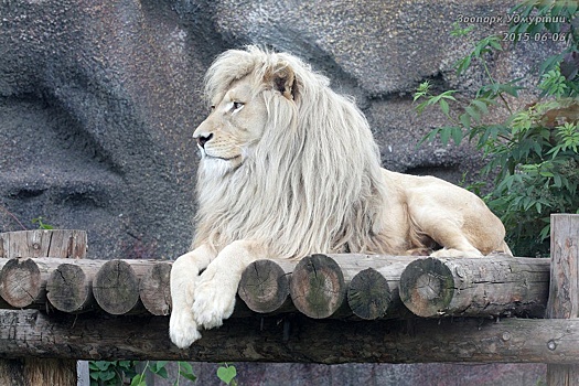 Белый лев Оскар из зоопарка Удмуртии отмечает 15-летие