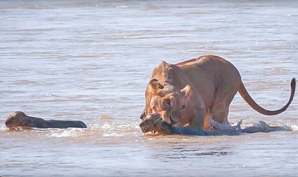 Львица спасла детеныша, который чуть не утонул в реке с крокодилами