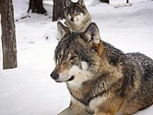 Стая волков терроризирует посёлок в Хабаровском крае